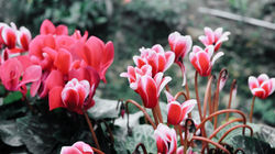 2016-12-26 12.51.30 1