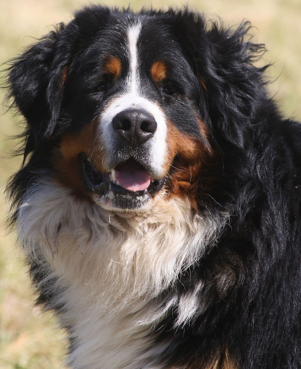 marley