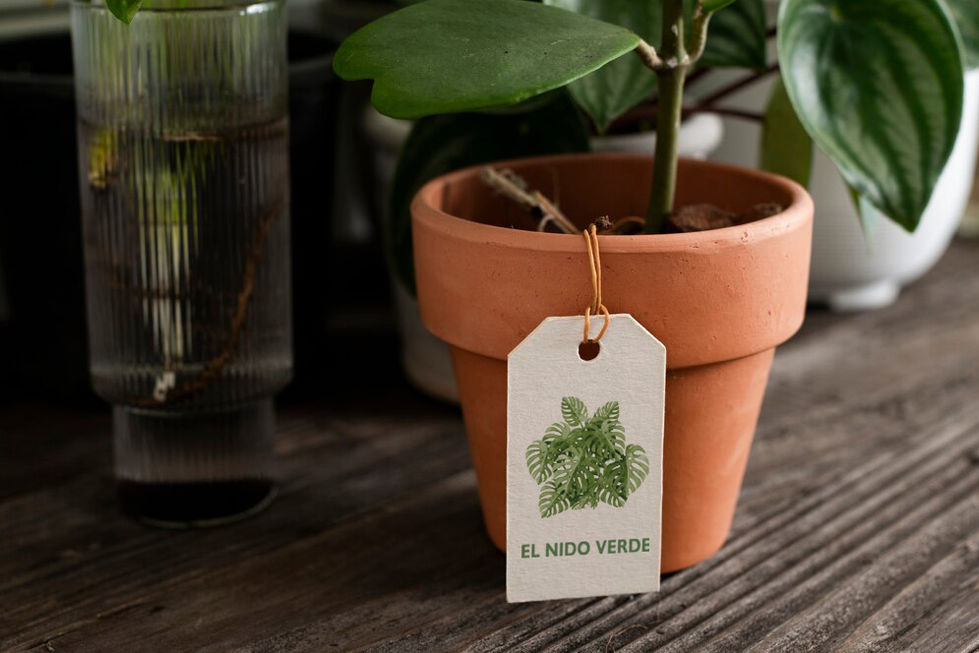 Planta etiqueta.jpg