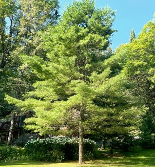 The Best Time To Plant A Tree