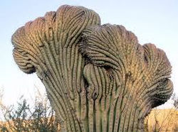 Morphanous Cacti