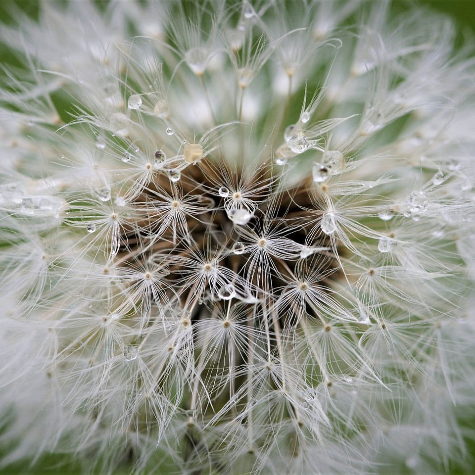 Autumn - Dandelion.jpeg