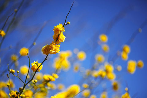 Spring - Gold Branches.jpeg