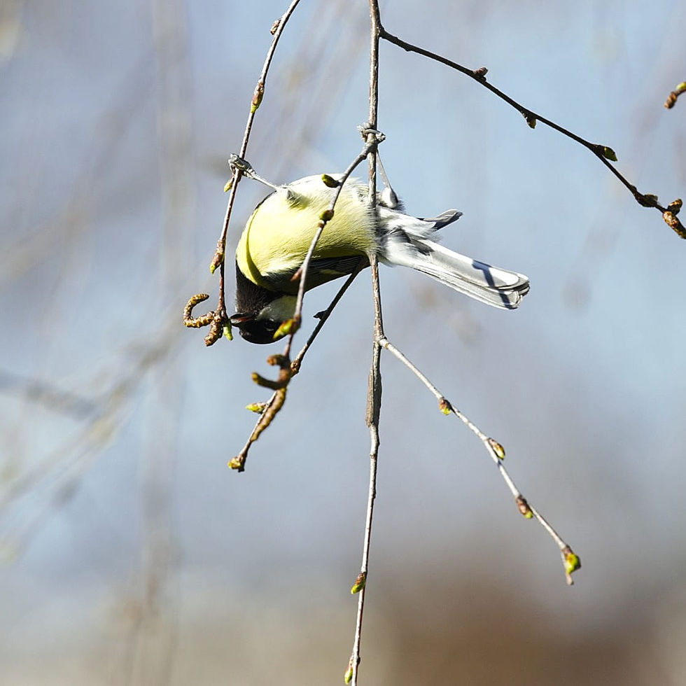 Lente - Tit