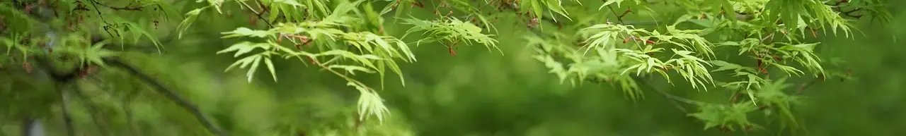 foliage-8561873_1280.webp