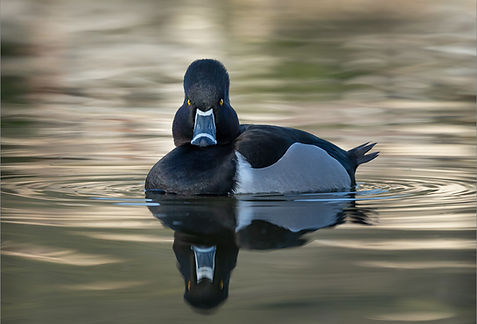 Reflections 11.jpg
