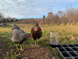 chickens