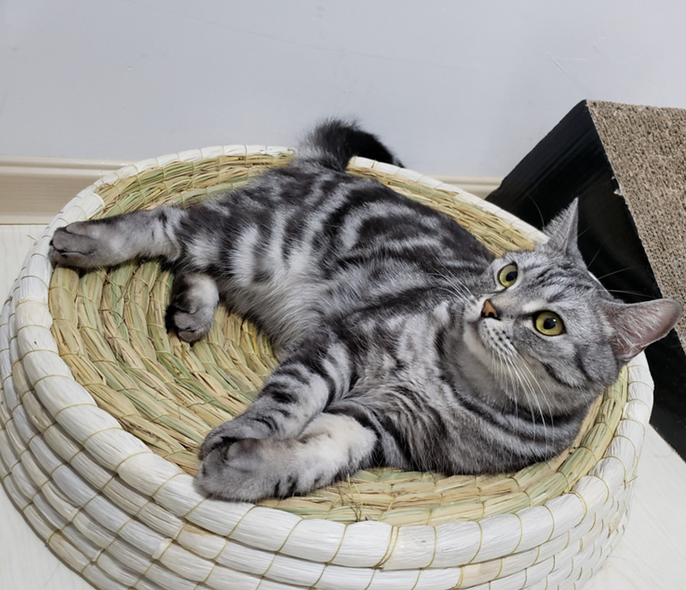 Thumbnail: BIGI 全新現貨包送貨 - 天然稻草編織貓抓板/碗.玩具 New SALE Natural Straw Cat scratchpad/Bowl/Toy