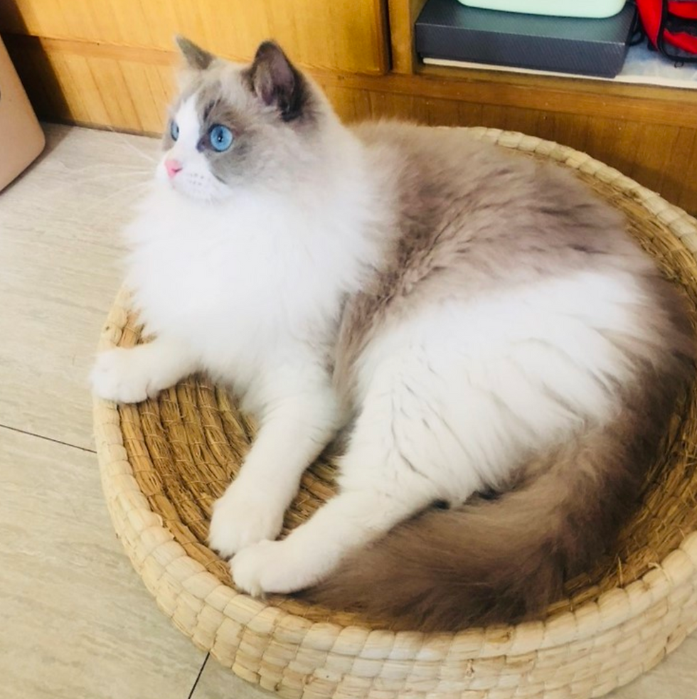 Thumbnail: BIGI 全新現貨包送貨 - 天然稻草編織貓抓板/碗.玩具 New SALE Natural Straw Cat scratchpad/Bowl/Toy