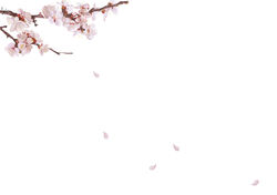 Cerisiers en fleur
