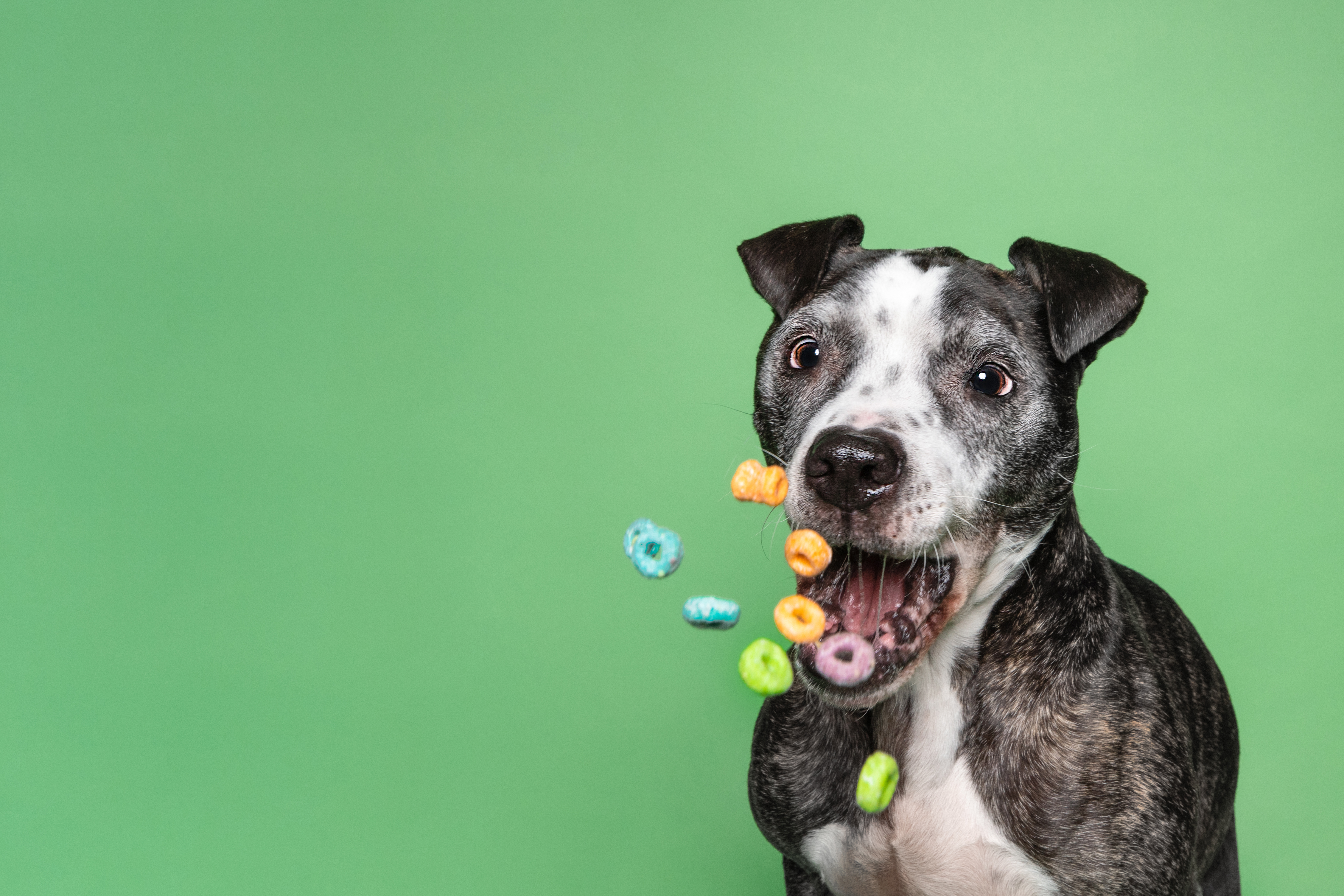 bella reed pitbull rescue