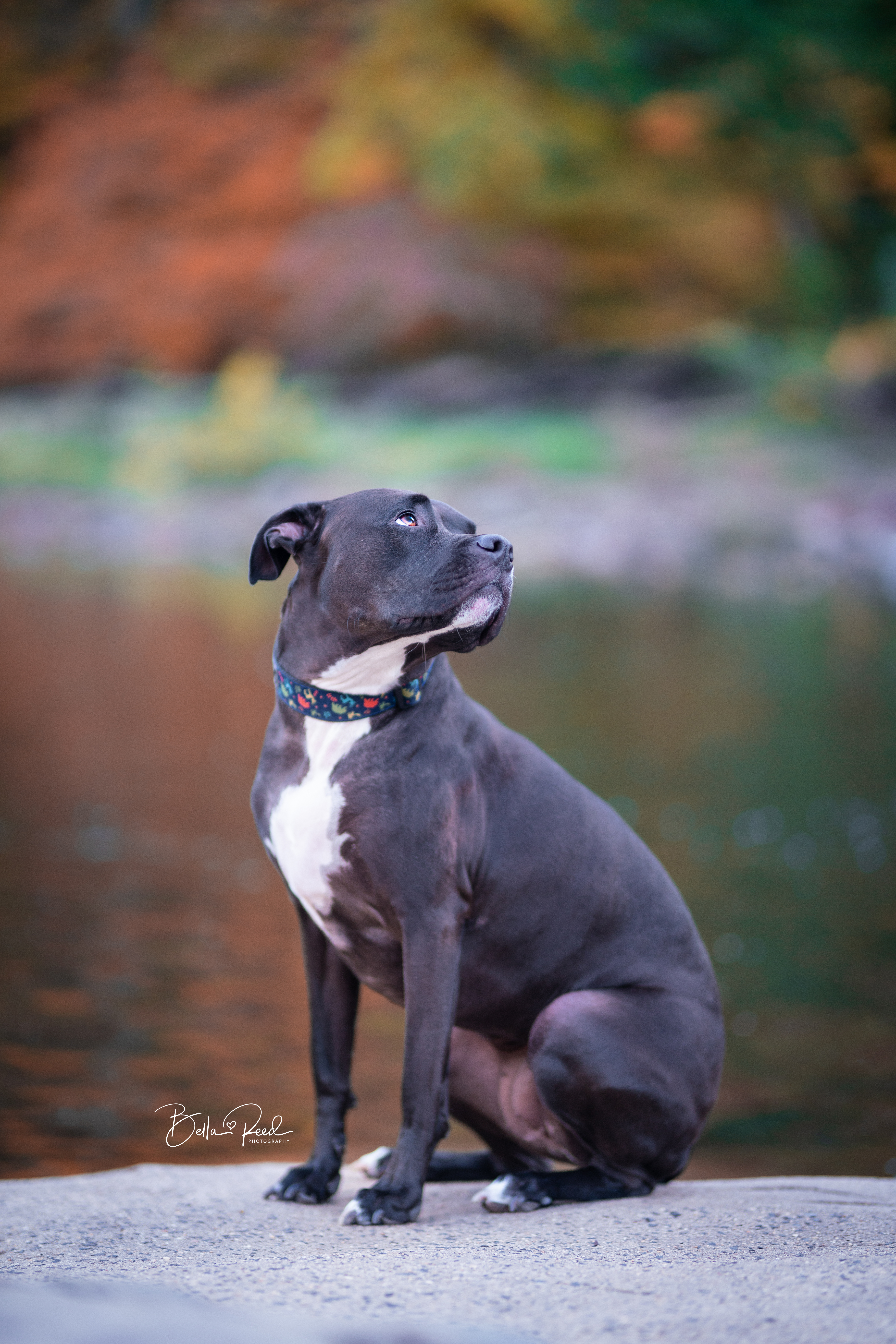 bella reed pitbull rescue