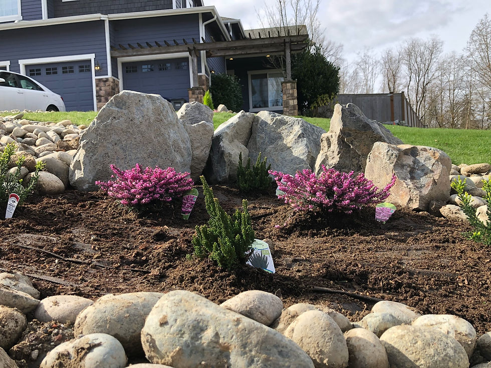 Residential landscaping with rocks and purple flowers