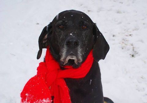 Faithful Forgotten Best Friends