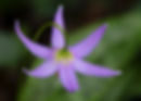 12978872-lg.jpg
