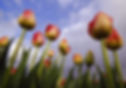 12978874-lg.jpg