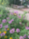 IMG_4700.jpeg