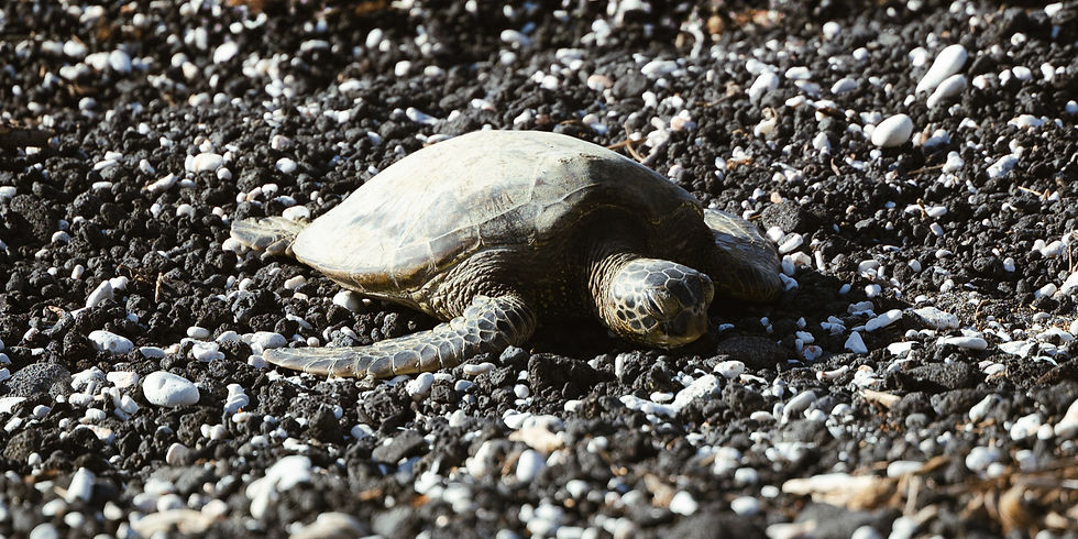 turtle on a beach made of pebbles