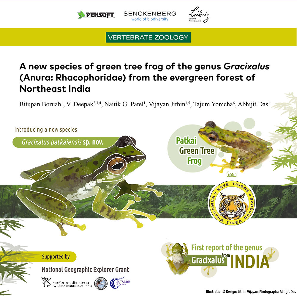 A new species of Gracixalus, adds one more amphibian genus to country!