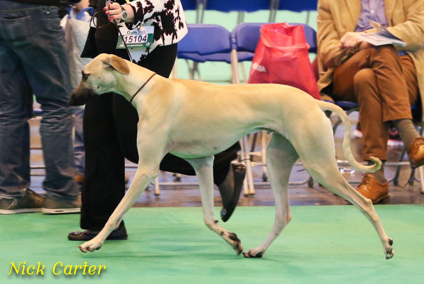 RESERVE BEST DOG AND BEST PUPPY
