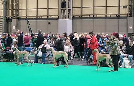 Crufts 2023 Open Dog.jpg