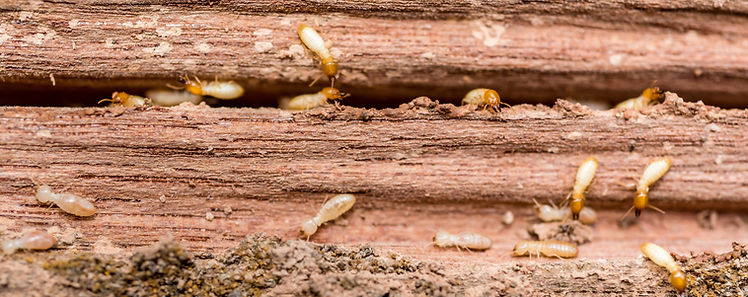 termites en activité dans les bois