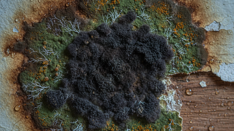 Colorful mold with white tendrils and orange spots grows on an old, water-damaged wall and wood surface, creating a textured, organic pattern.