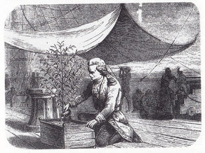 Gravure du Capitaine De Clieu protégeant le plan de caféier lors de sa traversée héroïque