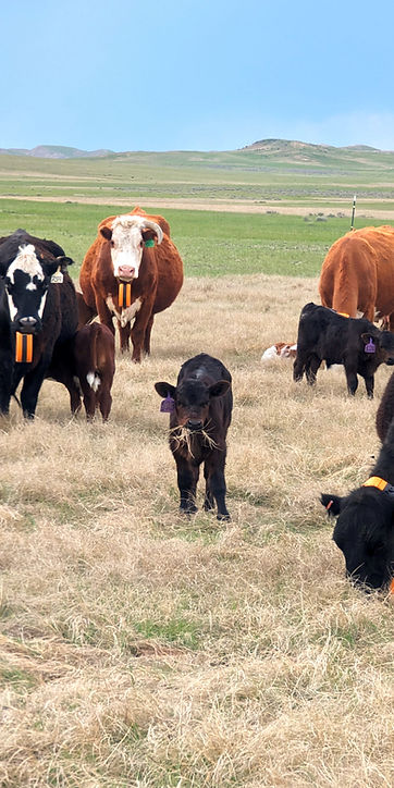 A group of cows and calves with a calf in the center with a mouth full of grass