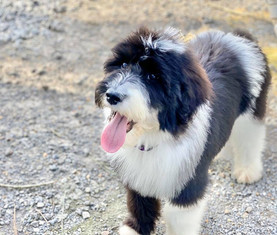 Sheepdog poodle mix for sale discount