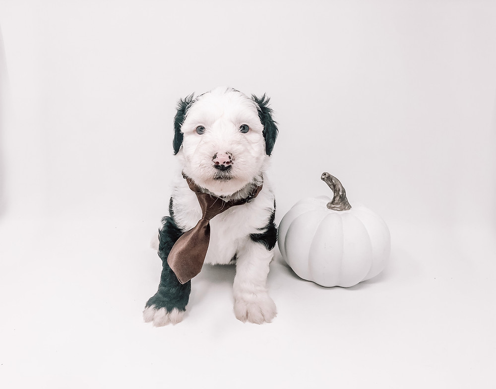 Golden Valley Doodle Halloween Safety Tips for Dogs