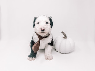 Halloween Safety Tips