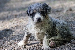 Sheep doodle cheap dog for sale