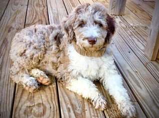 Gallery Golden Valley Doodles Aussie Doodles Puppies