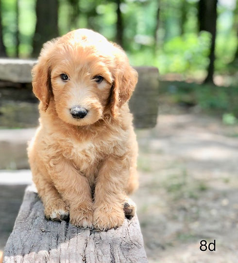 Goldendoodles, Aussiedoodles, Sheepadoodles