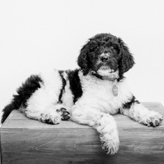 Gallery Golden Valley Doodles Aussie Doodles Puppies