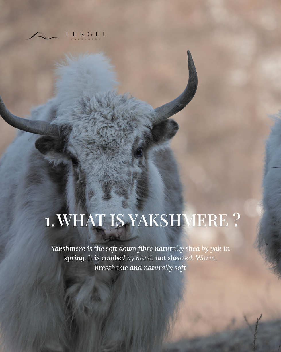 Yaks de Khangai, Mongolie. credit photo Tergel Yakshmere