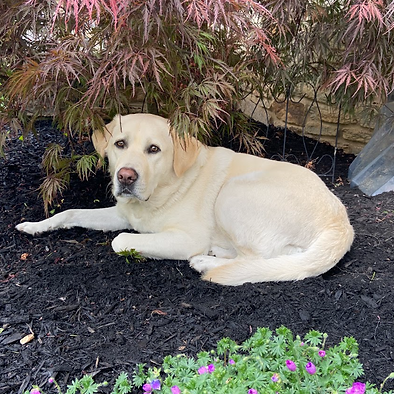 Jess Dog Photo.png