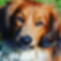 dog18.jpeg