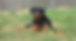 Marlee.jpeg