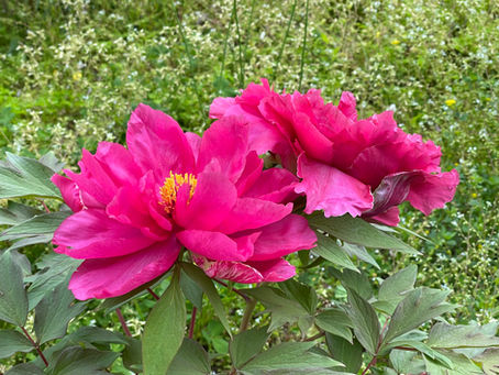 和歌山城の花たち