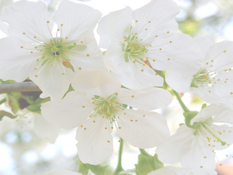 藤白神社でお花見