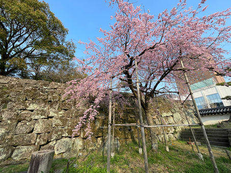 桜の季節