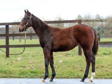 Nouveau top price foal pour Castillon