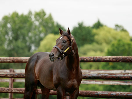 Immortalised lance l’année 2026 de Romanised à Gulfstream