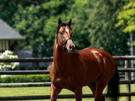 Castillon Stallions : tarifs 2026 & arrivée d’Enrico Simone Faccarello