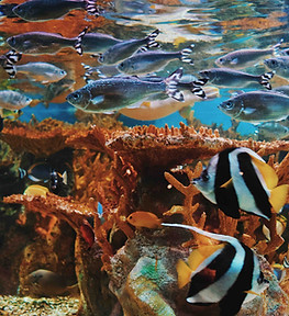 Under Water School of Fish