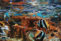 Escena submarina de coral