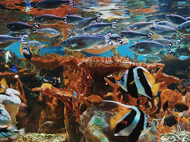 Underwater Coral Scene