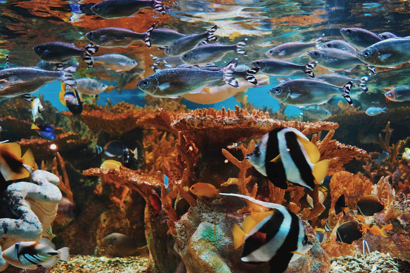 Under Water School of Fish